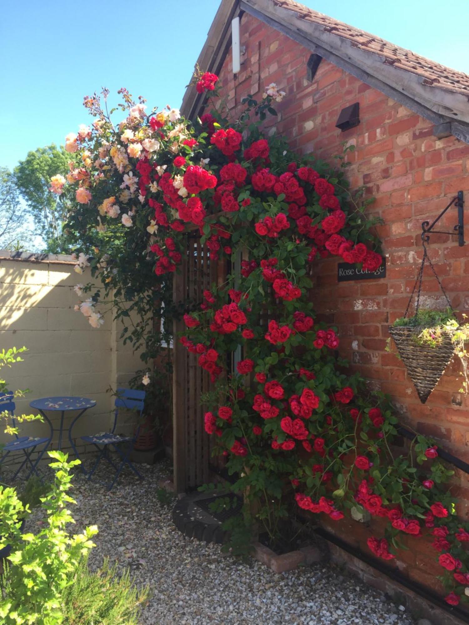 Rose